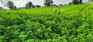 Agriculture & Rural Development
